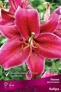 Луковица Лилии восточной ПОИСК Кобра