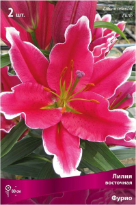 Луковицы лилии ПОИСК Фурио 2 шт