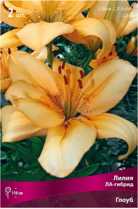 Луковицы лилии ЛА-гибрид ПОИСК Глоуб 2 шт