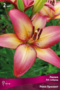Луковица Лилии ЛА-гибрид ПОИСК Ройал Презент