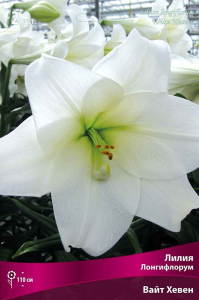Луковица Лилии лонгифлорум ПОИСК Вайт Хевен
