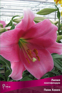 Луковицы лилии лонгифлорум ПОИСК Пинк Хевен 1 шт