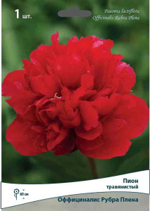 Луковицы пиона травянистого ПОИСК Оффициналис Рубра Плена 1 шт