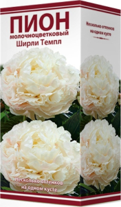Корневище Пиона травянистого ПОИСК Ширли Темпл