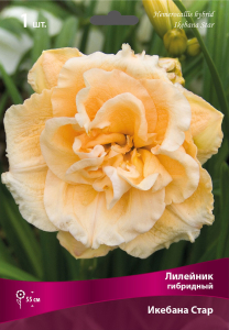 Корневище Лилейника гибридного ПОИСК Икебана Стар