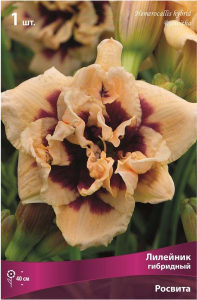 Луковица лилейника ПОИСК Росвита