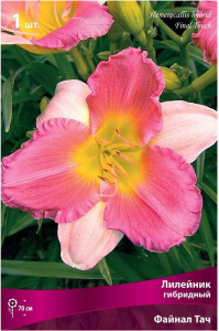 Луковица Лилейника ПОИСК Файнал Тач