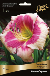 Луковица Лилейника ПОИСК Хелло Скриме