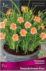 Луковица Лилейника ПОИСК ЭвериДейлили Роуз