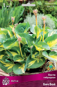 Корневище Хосты гибридной ПОИСК Бич Бой