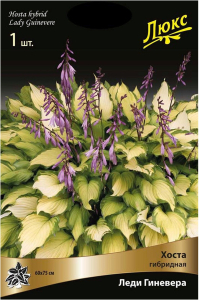 Корневище Хосты ПОИСК Леди Гиневера
