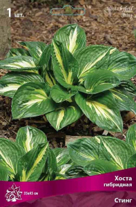 Корневище Хосты гибридной ПОИСК Стинг