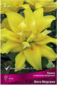 Луковица Лилии ПОИСК Фата Моргана