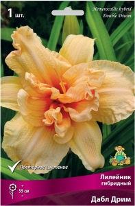Корневище Лилейника ПОИСК Дабл Дрим