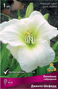 Луковица Лилейника ПОИСК Джентл Шеферд