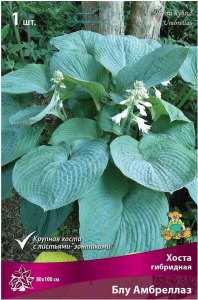 Корневище Хосты ПОИСК Блу Амбрел
