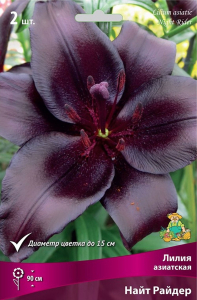 Луковица Лилии ПОИСК Найт Райдер