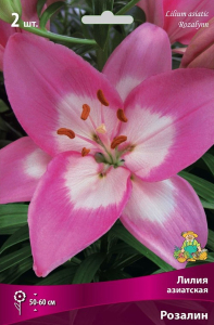 Луковица Лилии ПОИСК Розалин