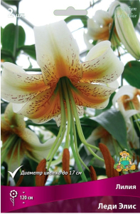 Луковицы лилии ПОИСК Леди Элис 1 шт