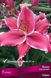 Луковицы лилии ПОИСК Зорро 1 шт