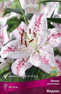 Луковицы лилии ПОИСК Мадлен 1 шт
