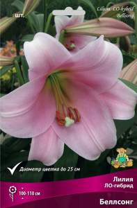 Луковица Лилии ПОИСК Беллсонг 1 шт