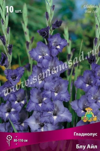 Луковицы гладиолуса ПОИСК Блу айл 3 шт