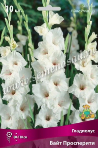 Луковицы Гладиолуса ПОИСК Вайт прос- перити 3 x 3 шт