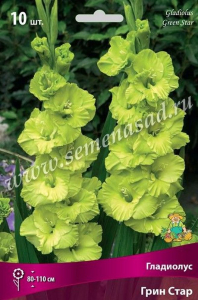 Луковицы Гладиолуса ПОИСК Грин стар 3 x 3 шт