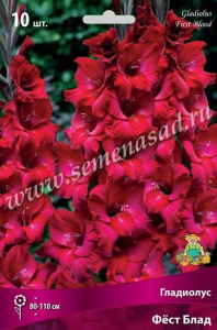 Луковицы Гладиолуса ПОИСК Фест блад 3 х3 шт