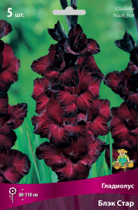 Луковицы Гладиолуса ПОИСК Блэк стар 5 x 5 шт