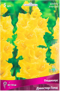 Луковицы Гладиолуса ПОИСК Джестер Голд 5 x 5 шт