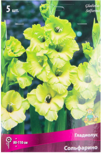 Луковицы Гладиолуса ПОИСК Сольфарино 5 x 5 шт