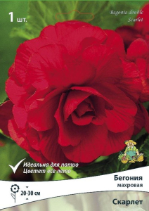 луковица бегонии скарлет
