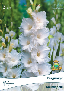 Луковицы Гладиолуса крупноцветкового ПОИСК Бангладеш 3 x 1 шт