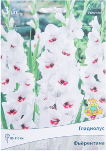 Луковицы Гладиолуса крупноцветкового ПОИСК Фьерентина 3 x 1 шт