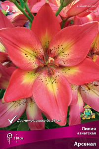 Луковица Лилии ПОИСК Арсенал