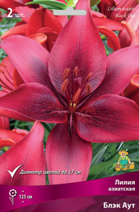 Луковица Лилии ПОИСК Блэк Аут