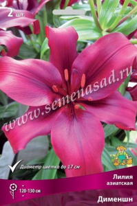 Луковица Лилии ПОИСК Дименшн
