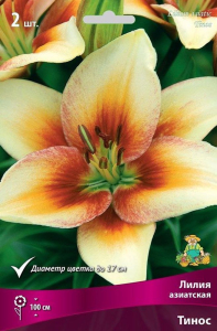 Луковицы лилии ПОИСК Тинос 1 шт