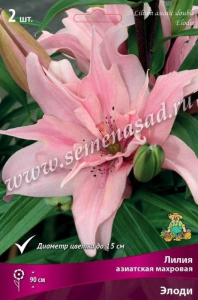 Луковицы лилии ПОИСК Элоди 1 шт
