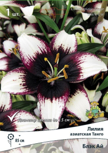 Луковица Лилии ПОИСК Блэк Ай