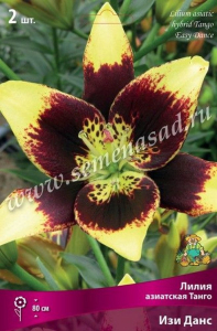 Луковица Лилии ПОИСК Изи Данс