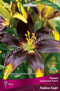Луковица Лилии ПОИСК Лайон Харт