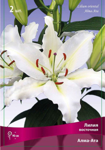 Луковица Лилии ПОИСК Алма-Ата