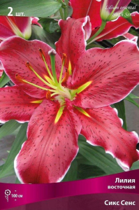 Луковицы лилии восточной ПОИСК Сикс Сенс 2 шт