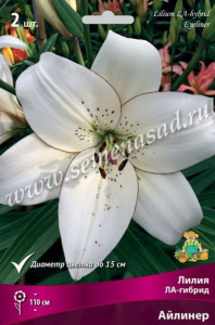 Луковица Лилии ПОИСК Айлинер