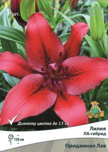 Луковицы лилии ПОИСК Ориджинал Лав 2 шт
