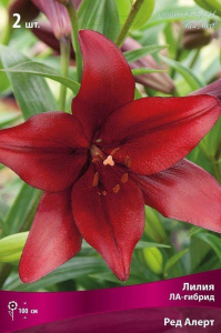 Луковица Лилии ЛА-гибрид ПОИСК Ред Алерт