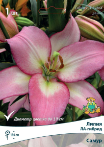 Луковица Лилии ЛА-гибрид ПОИСК Самур